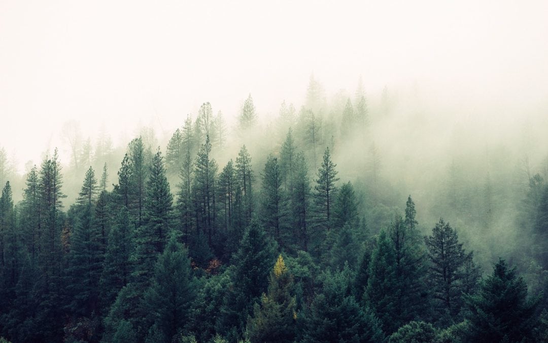 Stress regu­lieren statt aushalten – warum dein Nerven­system entschei­dend&nbsp;ist